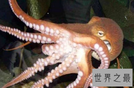 世界上最聪明的动物排行榜,你认为最蠢的排了第二?