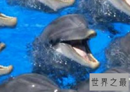 世界上最聪明的动物排行榜,你认为最蠢的排了第二?