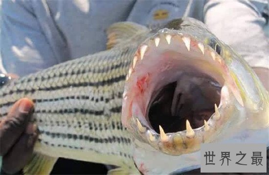 巨型水虎鱼堪称世界最大淡水鱼,放大版的食人鱼