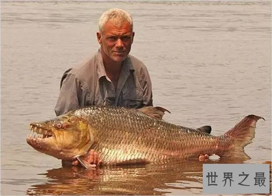 巨型水虎鱼堪称世界最大淡水鱼,放大版的食人鱼