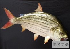 巨型水虎鱼堪称世界最大淡水鱼，放大版的食人鱼