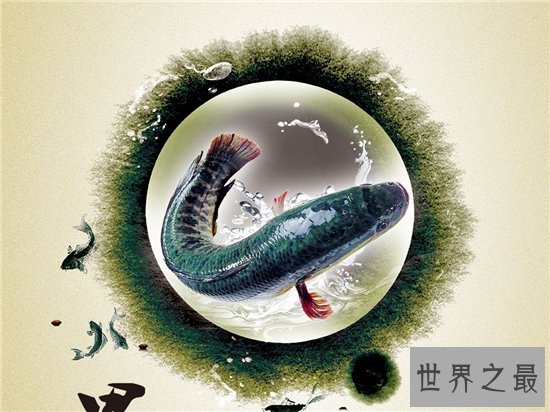 吃人鱼改变水中生态环境,五种著名的吃人鱼入侵中国