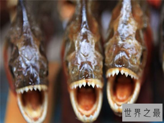 吃人鱼改变水中生态环境,五种著名的吃人鱼入侵中国