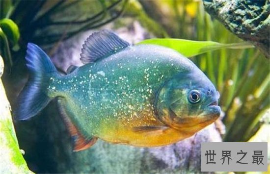 吃人鱼改变水中生态环境,五种著名的吃人鱼入侵中国