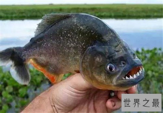吃人鱼改变水中生态环境,五种著名的吃人鱼入侵中国