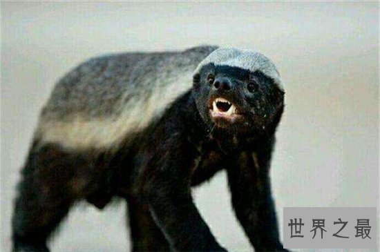 平头哥蜜獾强大的战斗力,看到毒蛇就兴奋无比