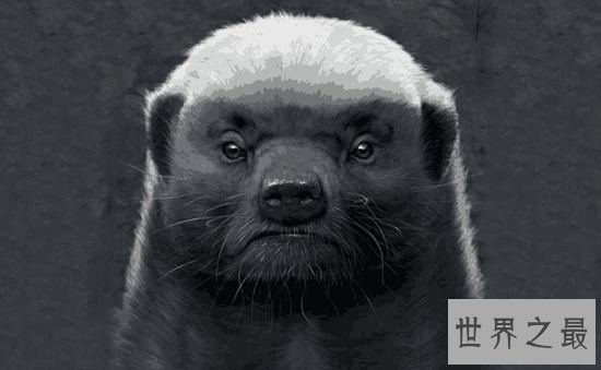 平头哥蜜獾强大的战斗力,看到毒蛇就兴奋无比