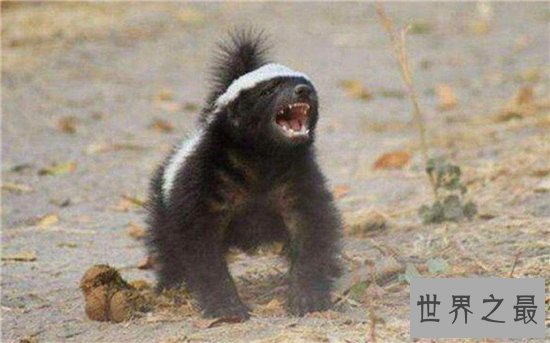 平头哥蜜獾强大的战斗力,看到毒蛇就兴奋无比