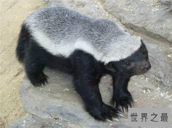 平头哥蜜獾强大的战斗力,看到毒蛇就兴奋无比
