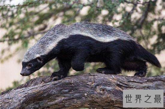 平头哥蜜獾强大的战斗力,看到毒蛇就兴奋无比