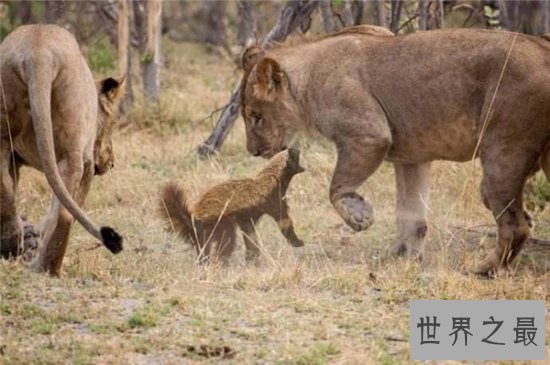 平头哥蜜獾强大的战斗力,看到毒蛇就兴奋无比