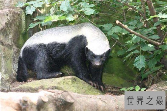平头哥蜜獾强大的战斗力,看到毒蛇就兴奋无比