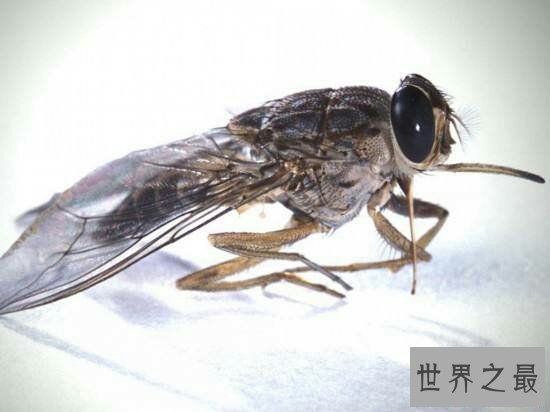 世界十大毒虫排行榜,小小虫子每年让百万人染病!