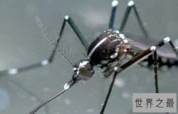 世界十大毒虫排行榜，小小虫子每年让百万人染病！