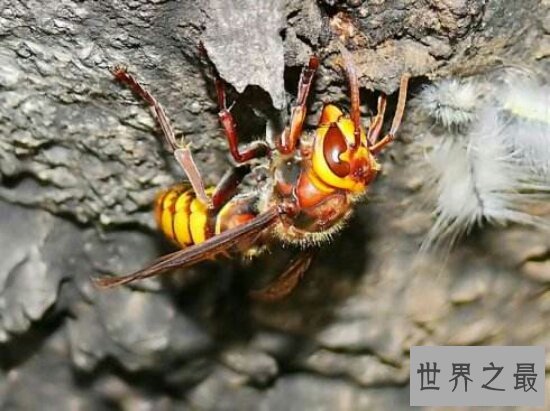 世界十大毒虫排行榜,小小虫子每年让百万人染病!