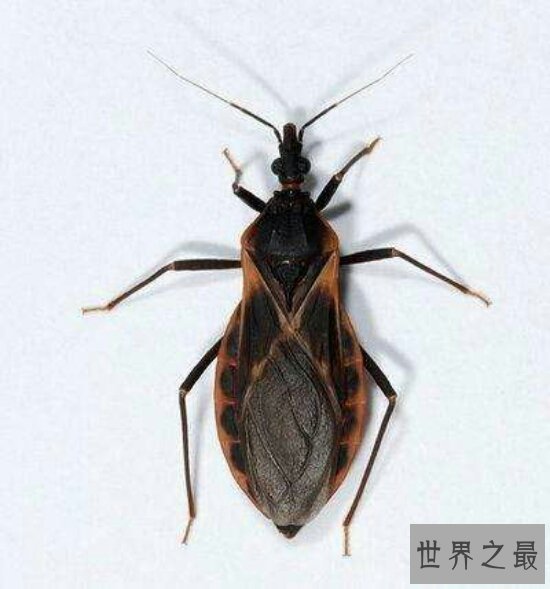 世界十大毒虫排行榜,小小虫子每年让百万人染病!