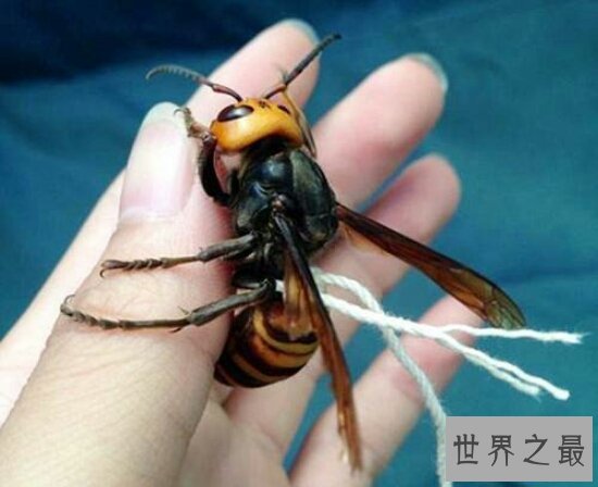 世界十大毒虫排行榜,小小虫子每年让百万人染病!