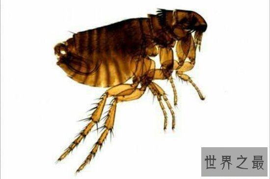 世界十大毒虫排行榜,小小虫子每年让百万人染病!