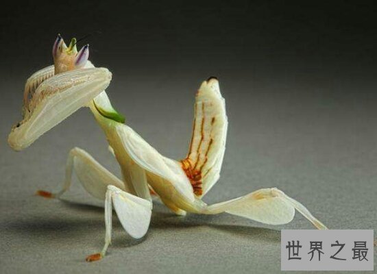 遇到昆虫界十大顶级杀手快跑!它们会让你去见上帝!