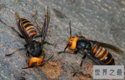 遇到昆虫界十大顶级杀手快跑！它们会让你去见上帝！