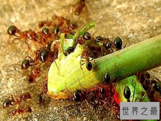 遇到昆虫界十大顶级杀手快跑!它们会让你去见上帝!
