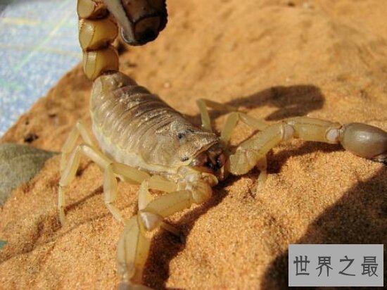 遇到昆虫界十大顶级杀手快跑!它们会让你去见上帝!