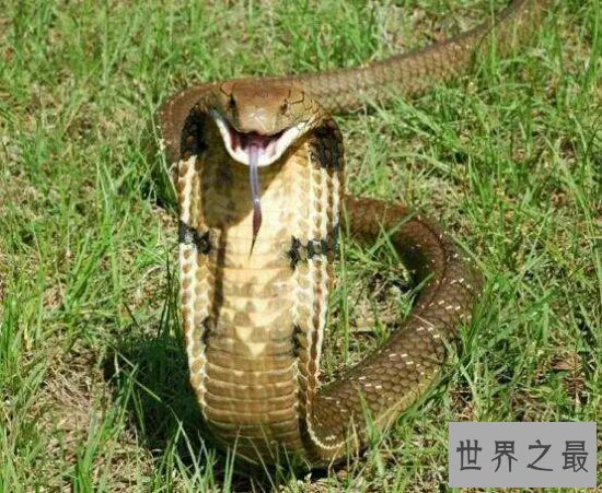 世界十大毒王动物,毒王之王曾毒死六千人!