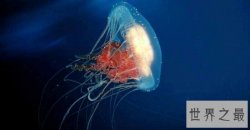 世界十大毒王动物，毒王之王曾毒死六千人！