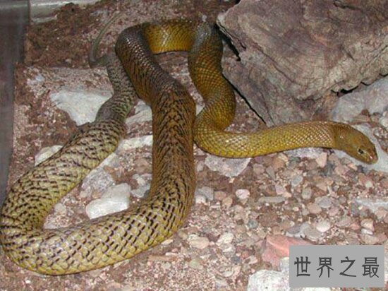 世界十大毒王动物,毒王之王曾毒死六千人!