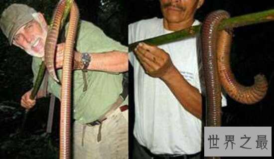 世界十大奇迹动物,用舌头洗脸的动物你见过吗?