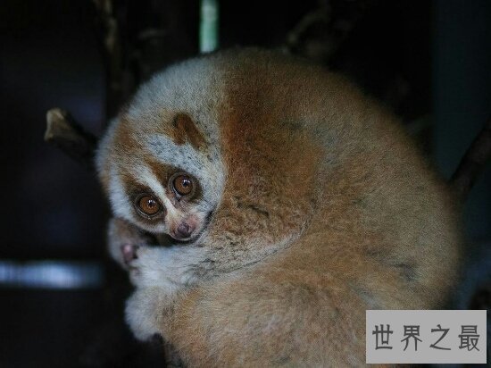 世界十大动物杀手都有谁?它们长相可爱却总杀人!