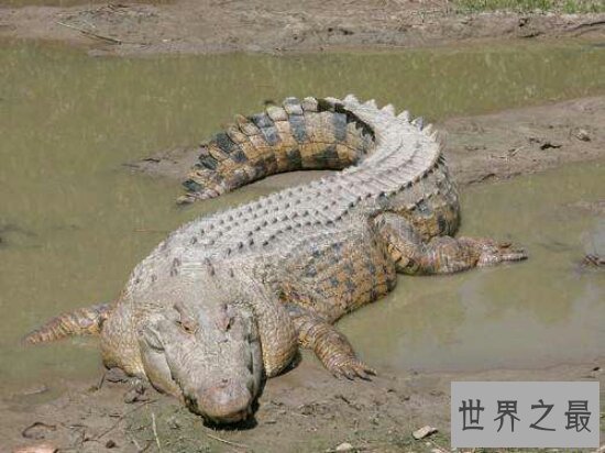 世界十大动物杀手都有谁?它们长相可爱却总杀人!