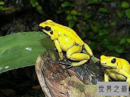 世界十大动物杀手都有谁?它们长相可爱却总杀人!