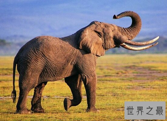 世界十大动物杀手都有谁?它们长相可爱却总杀人!