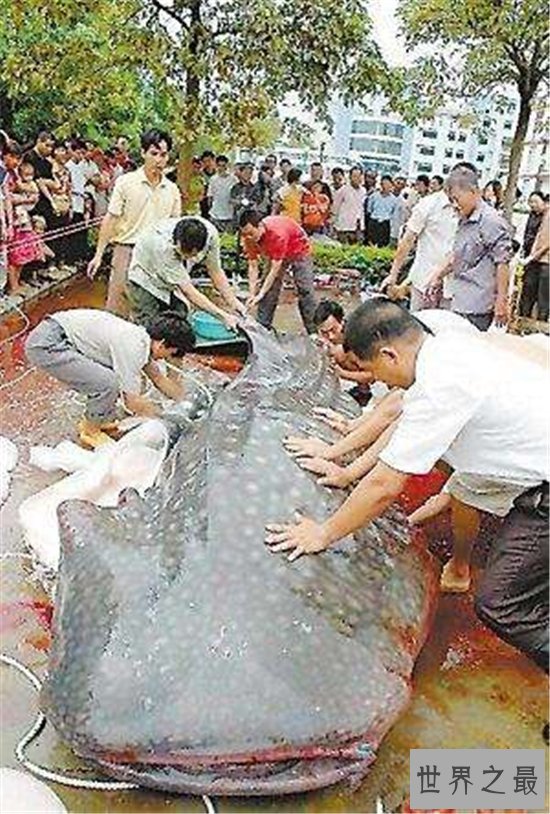 巨型食人鱼长到3米长,光是嘴就宽1米多会攻击游泳者