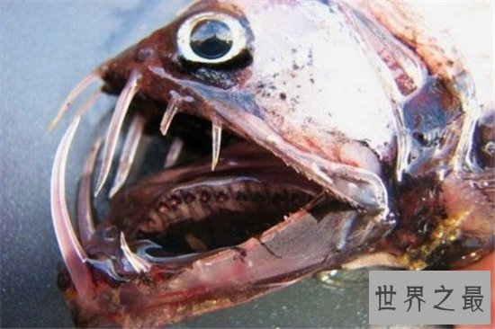 巨型食人鱼长到3米长,光是嘴就宽1米多会攻击游泳者