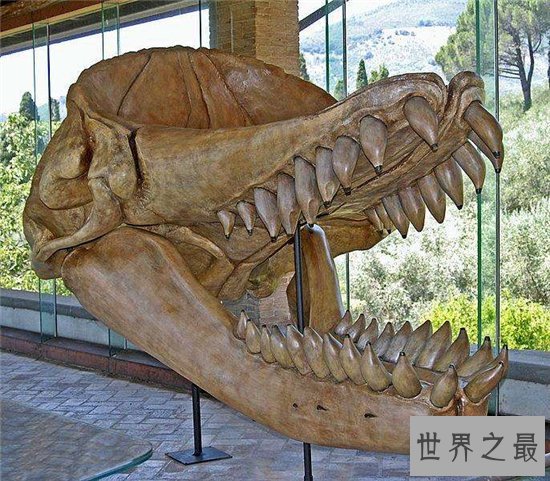 梅尔维尔鲸堪称世界上最凶猛的鲸鱼,取名来自于小说