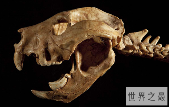 世界上最强的哺乳动物袋狮，并非人类活动造成灭绝