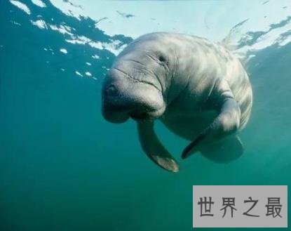 怀孕时间最长的十种动物,最长的一个将近人类的四倍!