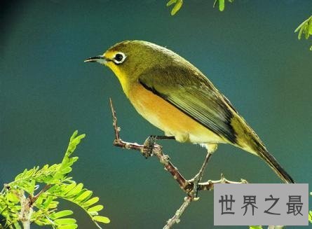 适合家养的十种鸟类，爱养鸟的人不容错过哦！