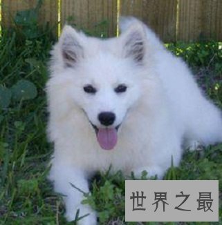 全球最耐寒的十种狗狗,其中有您家的爱犬吗?