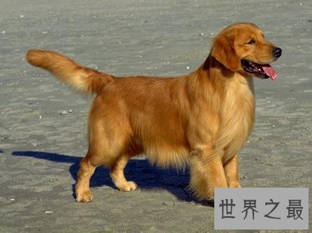 全球最耐寒的十种狗狗,其中有您家的爱犬吗?