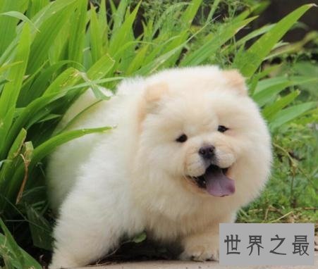 全球最耐寒的十种狗狗,其中有您家的爱犬吗?