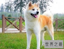 全球最耐寒的十种狗狗，其中有您家的爱犬吗？