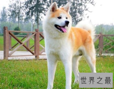 全球最耐寒的十种狗狗,其中有您家的爱犬吗?