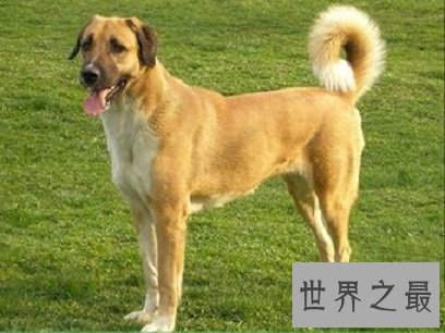 全球最耐寒的十种狗狗,其中有您家的爱犬吗?