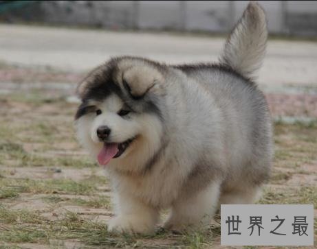全球最耐寒的十种狗狗,其中有您家的爱犬吗?