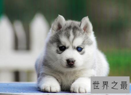 全球最耐寒的十种狗狗,其中有您家的爱犬吗?
