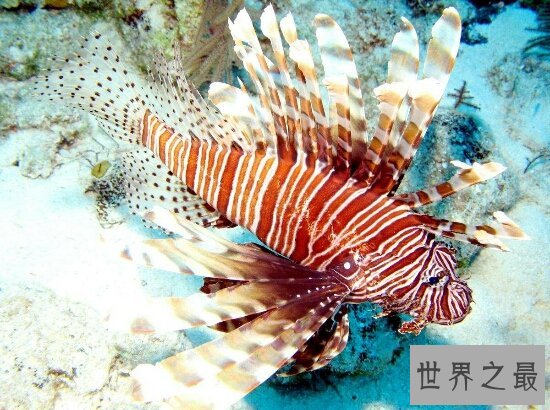 海洋十大毒物排行榜,一滴毒药就能杀死任何生物