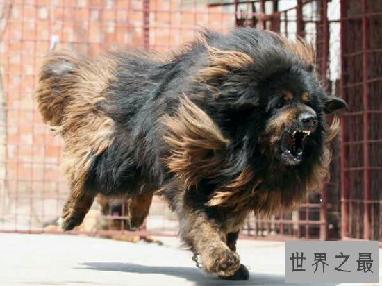 世界十大猛犬排名，第一的它是公认的犬中之王